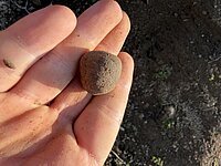 Lehmboden, geeignet für Lehmputz abzugeben